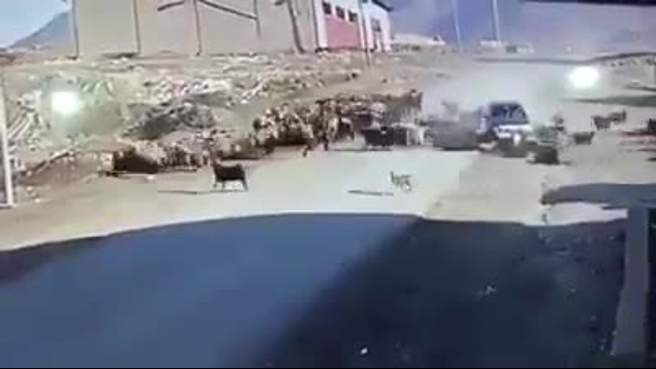 بالفيديو/ سيارة مسرعة تصدم قطيع من الماشية في أحد قرى أربيل