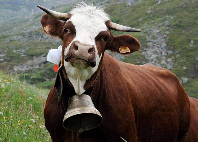 &quot;أجراس الأبقار&quot; تحرم ناشطة من جنسية سويسرا!