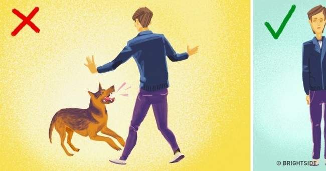 خطوات هامّة جدًا.. ماذا تفعل إذا هاجمك كلب؟