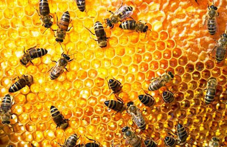 زادت أسعار العسل فارتفعت معدلات سرقات خلايا النحل