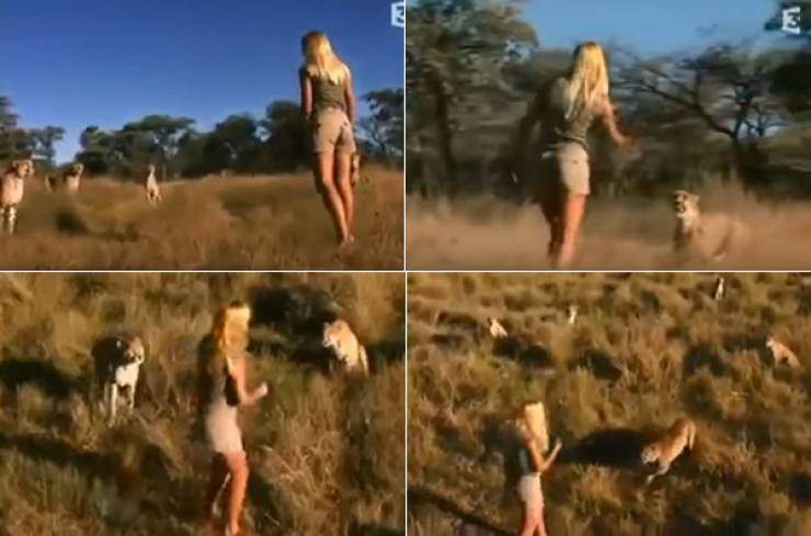 فيديو مرعب لفتاة وسط مجموعة من النمور تشتريه ناشيونال جيوجرافيك بمليون دولار