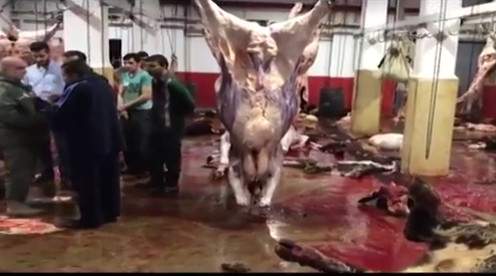 بالفيديو/ أبقار ميتة تُذبح وتُباع في بيروت!