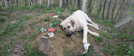 شاهد كلباً يزور صاحبه المتوفَّى كل يوم منذ عام.. يضع رأسه على القبر 5 دقائق ويعود