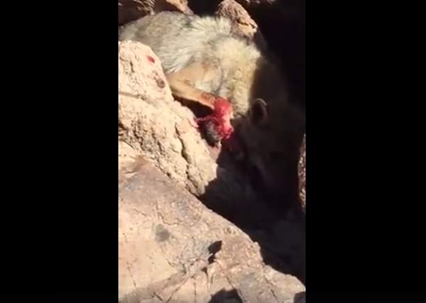 بالفيديو/ ذئب عالق بين الصخور لأيام ... يأكل يده ويلعق دمه
