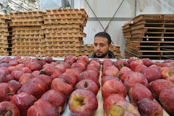 التفاح اللبناني ممنوع في الامارات.. والسبب؟
