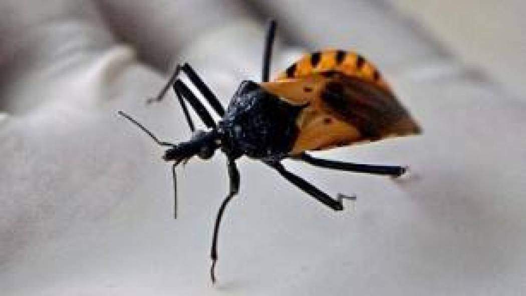 انتبهوا من حشرة البق المقبّل: خطيرة وقاتلة!