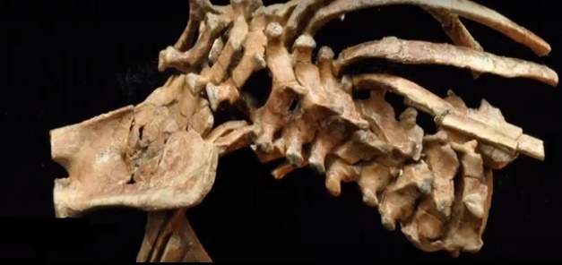 عظام طفلة من 3.3 مليون سنة.. لديها 12 زوجًا فقط من الأضلاع 