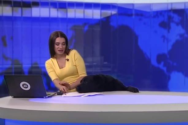 كلب يقتحم نشرة إخبارية على الهواء.. والفيديو يحقق ملايين المشاهدات