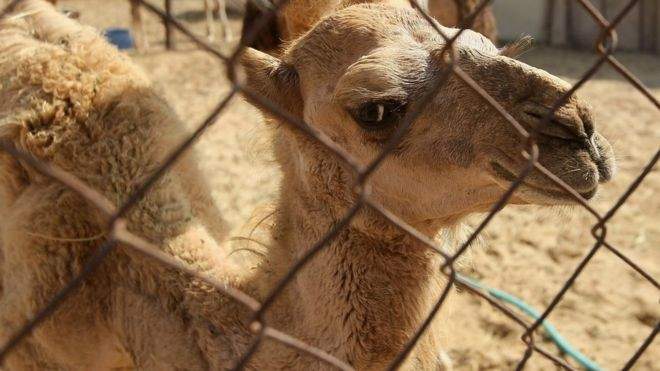 مأزق جديد.. السعودية تطرد الإبل والأغنام القطرية