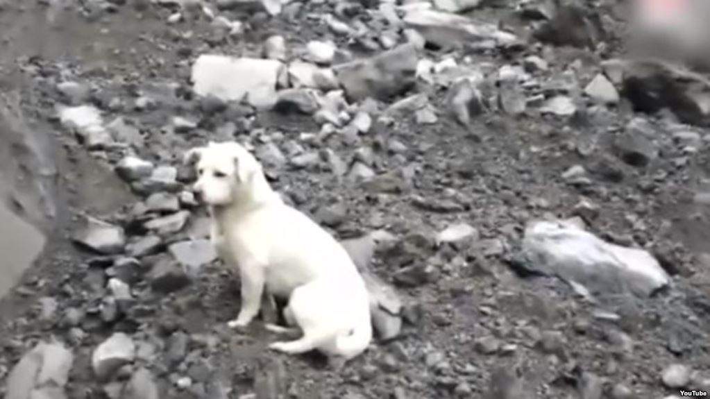 بالفيديو/ بعد انهيار للتربة.. كلب حزين يبحث عن صاحبه وسط الركام ويرفض المغادرة