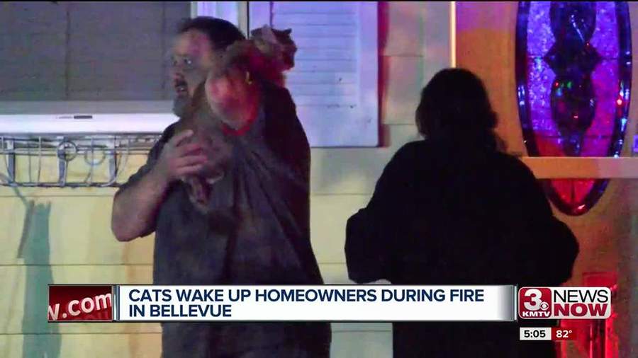 بالفيديو/ قطة تنقذ عائلة من حريق التهم منزلها