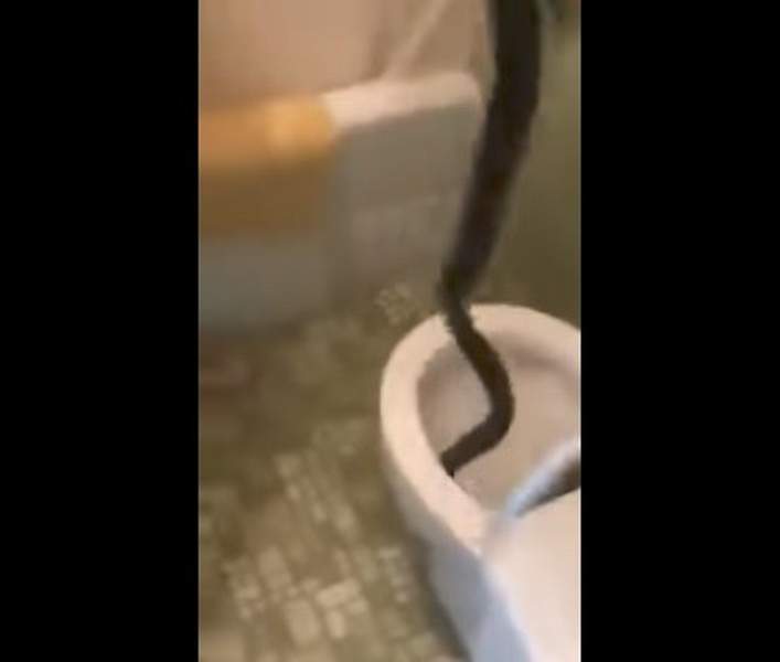 فيديو مروع.. رجل يخرج بيديه أفعى ضخمة مخبأة في المرحاض!