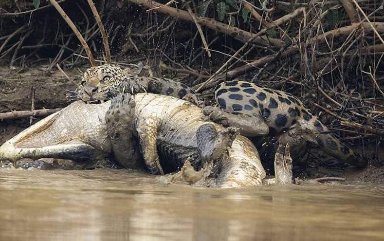 فيديو مذهل... نمر ينصب فخاً لتمساح ضخم ويتمكن من افتراسه!