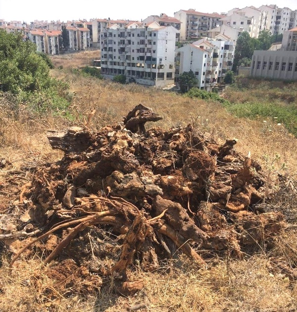  شبان يقومون بتقطيع الأشجار بغرض بيعها في أبي سمراء..وشرطة البلدية تلاحقهم!