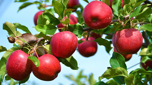 مصلحة الليطاني قدمت هبة ثلاثة اطنان من العنب والتفاح لقوى الامن لتوزيعها على السجون