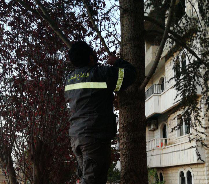 بالصور/ لفتة إنسانية...عناصر من الدفاع المدني أنقذوا هرة محتجزة على شجرة في مجدل عنجر