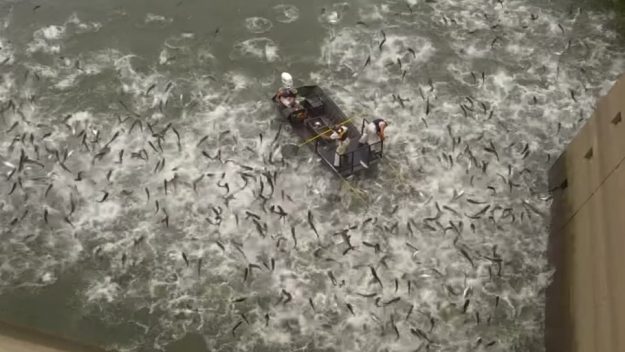 فيديو يوثّق حادثة غريبة...أسماك تتطاير فوق بحيرة اثر صعقة كهربائية