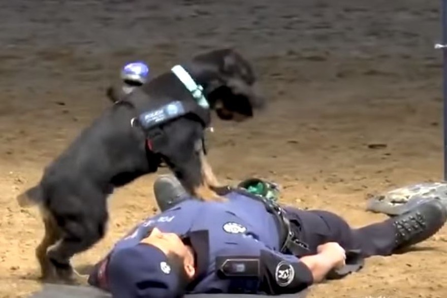 بالفيديو/ كلب بوليسي ينعش قلب ضابط شرطة...تظاهر بالسقوط فتقدم الكلب للنجدة!