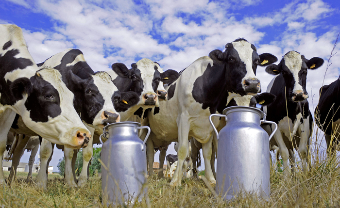 مربو الأبقار ومنتجو الحليب: المزارعون بدأوا عمليات التقنين في إطعام الأبقار مما يهدد بخفض الإنتاج وانهيار هذا القطاع الحيوي الذي تعيش منه آلاف العائلات