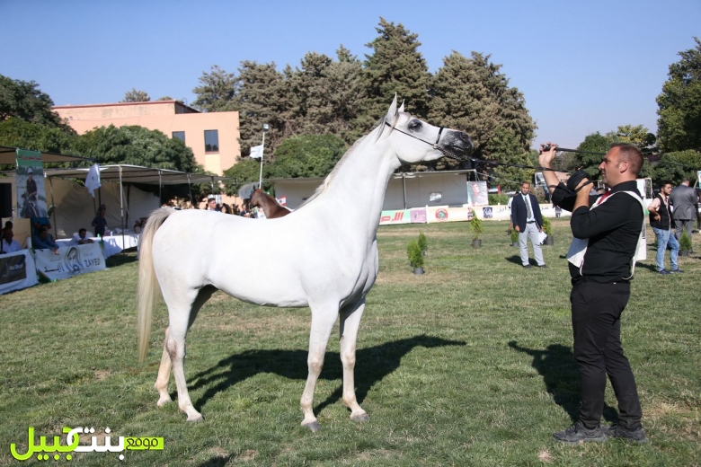 بطولة لبنان السابعة لجمال الخيول العربية تنطلق السبت