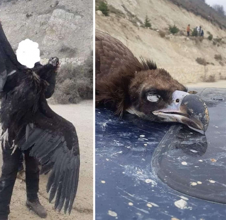 بالصور صيد نسر أسود نادر مهدد بالإنقراض في بدنايل البقاعية طائر يهاجر عبر لبنان Bintjbeil Org