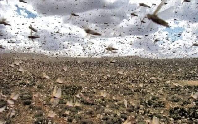 بالفيديو/ تخوّف من وصول أسراب الجراد إلى لبنان بعد هجمته المرعبة في السعودية!