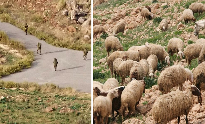  قوة إسرائيلية مؤلفة من 7 أشخاص فشلت في خطف راع في جبل الشحل واستولت على 200 رأس ماعز