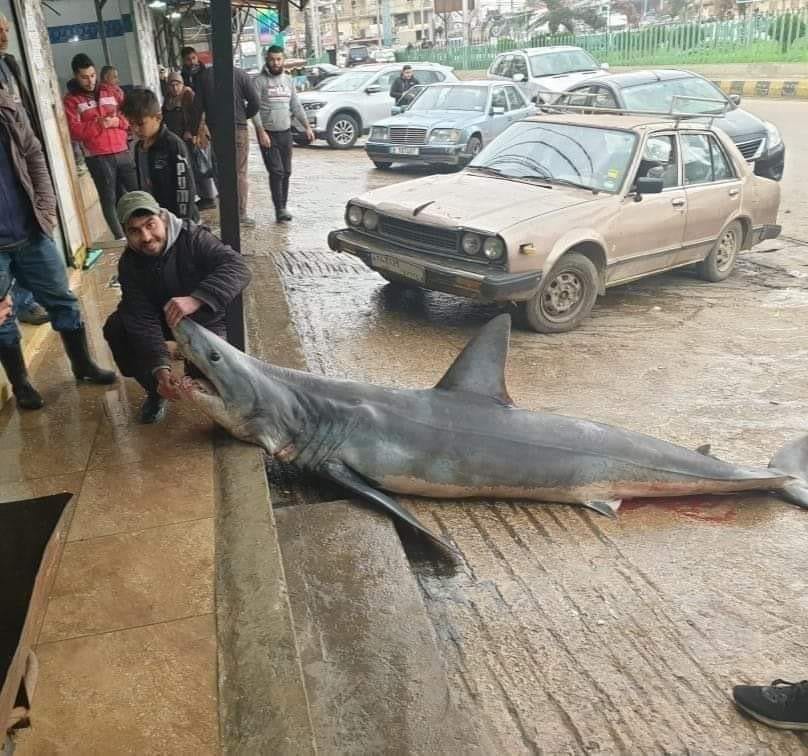 بالصورة/ سمكة قرش وقعت في شباك صياد في العبدة العكارية!