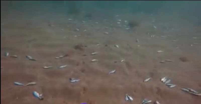 مجزرة بيئية في محيط زيرة صيدا: اسماك صغيرة بالالاف نافقة!