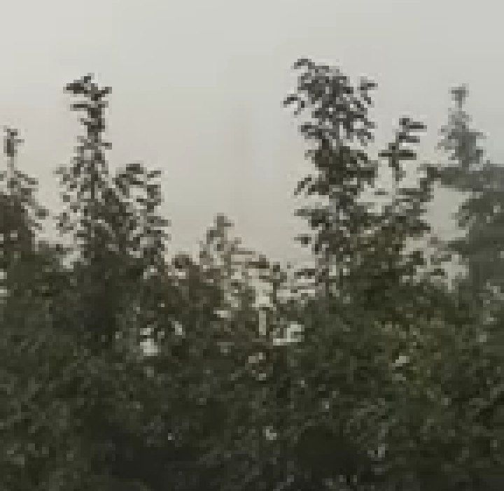 بالفيديو/ تساقط للأمطار في قرى جرد الضنية وتدن في درجات الحرارة