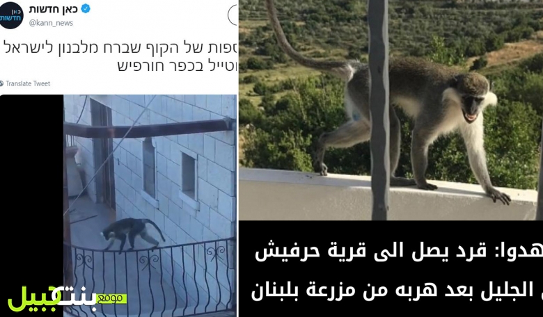 بالفيديو / قرد يهرب من لبنان الى شمال فلسطين المحتلة.. ويشغل قرية حرفيش القريبة من الحدود اللبنانية!