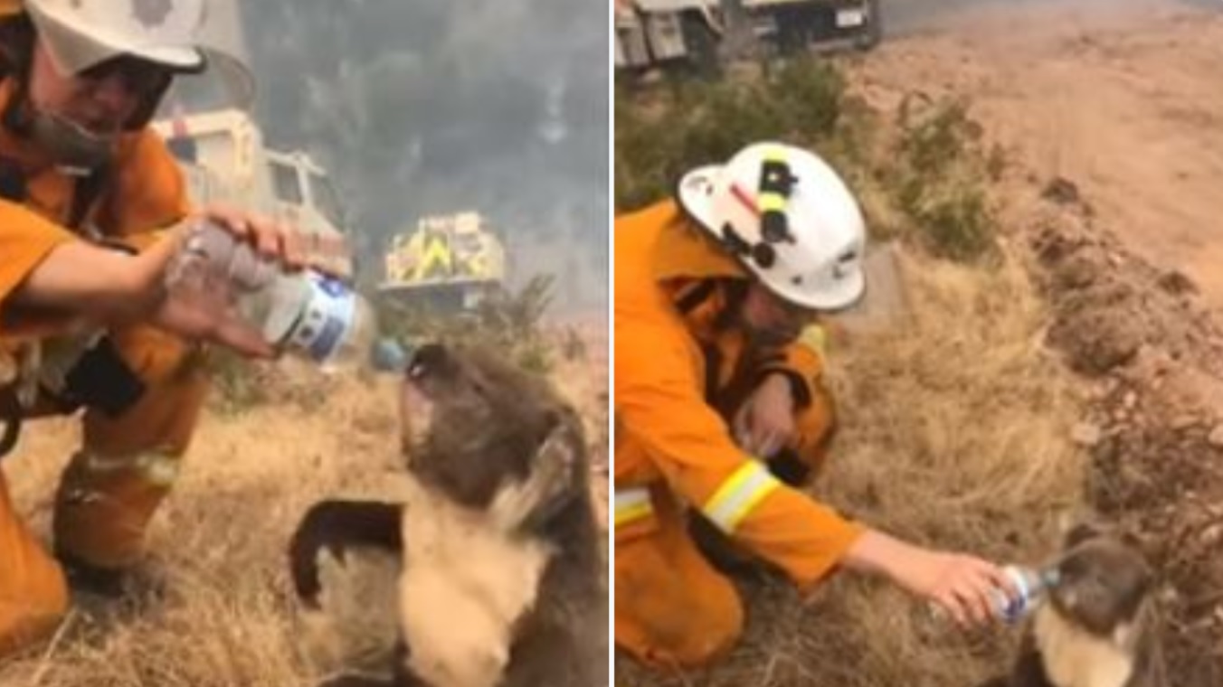بالفيديو/ رحمة في &quot;جحيم&quot; استراليا.. رجل إطفاء ينقذ &quot;كوالا&quot; من الحرائق الشرسة ويسقيه الماء