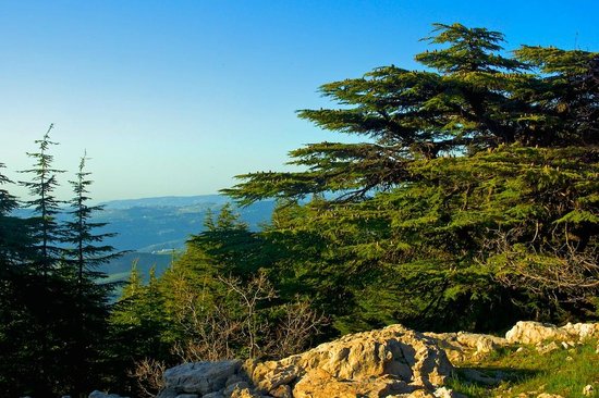 &quot;نيويورك تايمز&quot;: خطر الإبادة يهدّد أشجار الأرز في لبنان بفعل تغيّر المناخ!