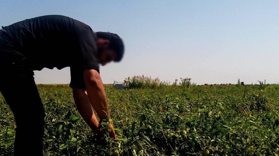 في كفرعقا-الكورة.. أشخاص حاولوا سرقة بعض المحاصيل الزراعية!