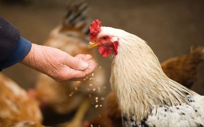 مبادرة لمساعدة أصحاب الدواجن في دير الزهراني: البلدية دعت الأهالي لتأمين طعام طيور الدجاج من النفايات العضوية المنزلية
