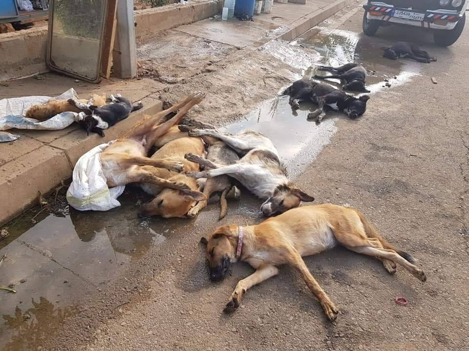 بالصور/ جريمة وحشية في طرابلس.. أفرغ لحوما محشوة بالسموم ليقتل 40 كلبا 