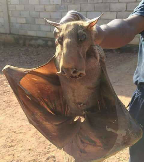 بعد تداول صورة على مواقع التواصل الإجتماعي بعنوان &quot;ظهور مخلوق غريب&quot;...إنه خفاش ويعيش في افريقيا!