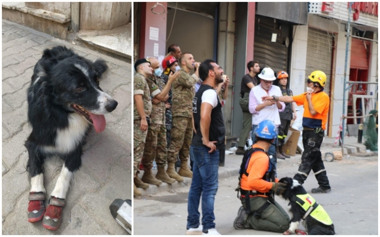 بالصور/ الكلب المرافق لفريق الانقاذ التشيلي الذي اشتم رائحة بشرية وكشف وجود مفقودين تحت الانقاض