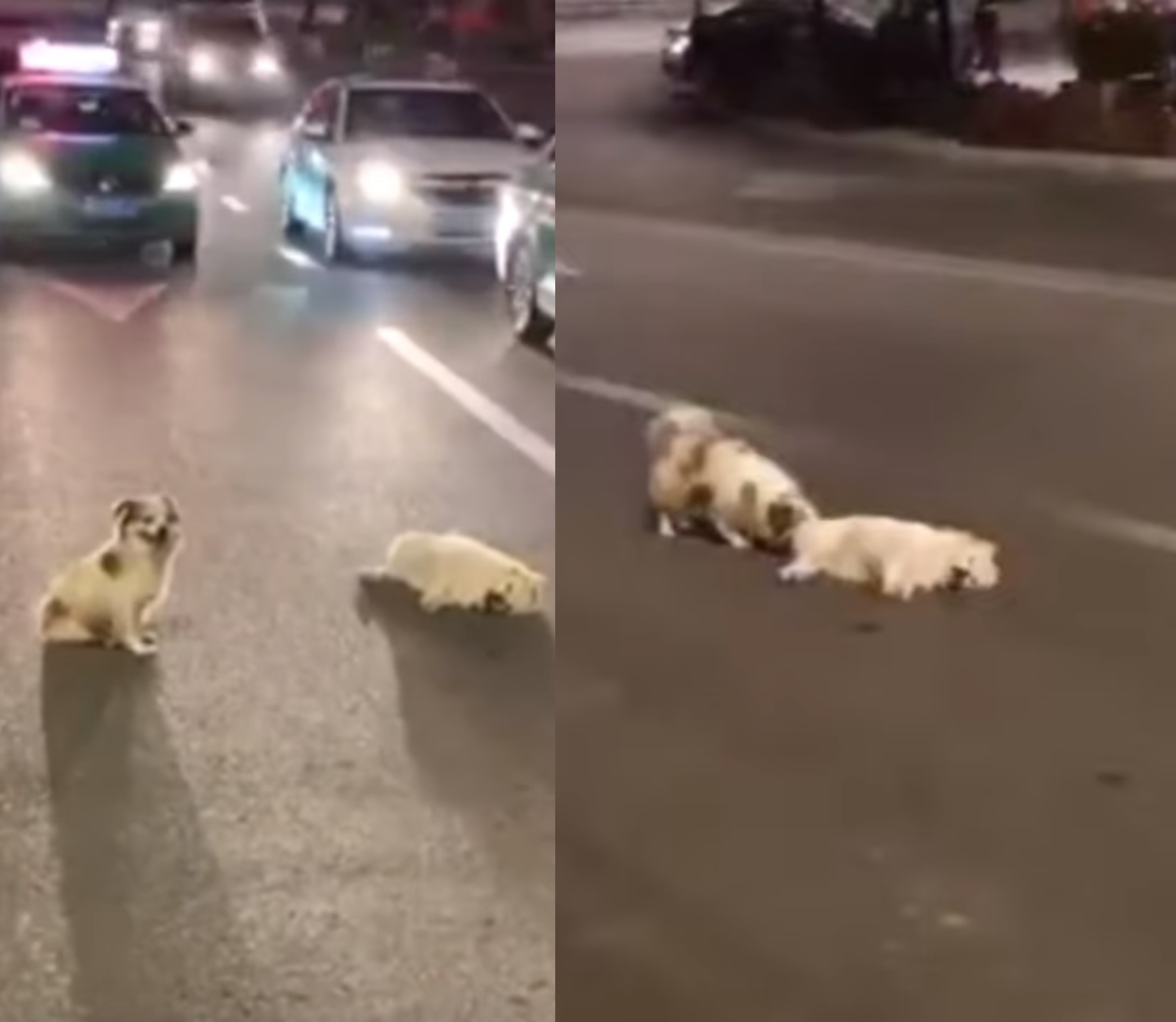 بالفيديو/ كلب ينتظر 3 ساعات وسط الشارع حتى يأتي أحد ليقدم مساعدة لصديقه الذي دهسه سائق سيارة على الطريق!