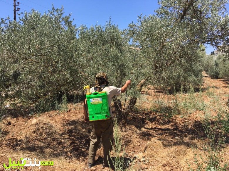 بلدية بنت جبيل قامت برش دواء للقضاء على ذبابة أوراق الزيتون