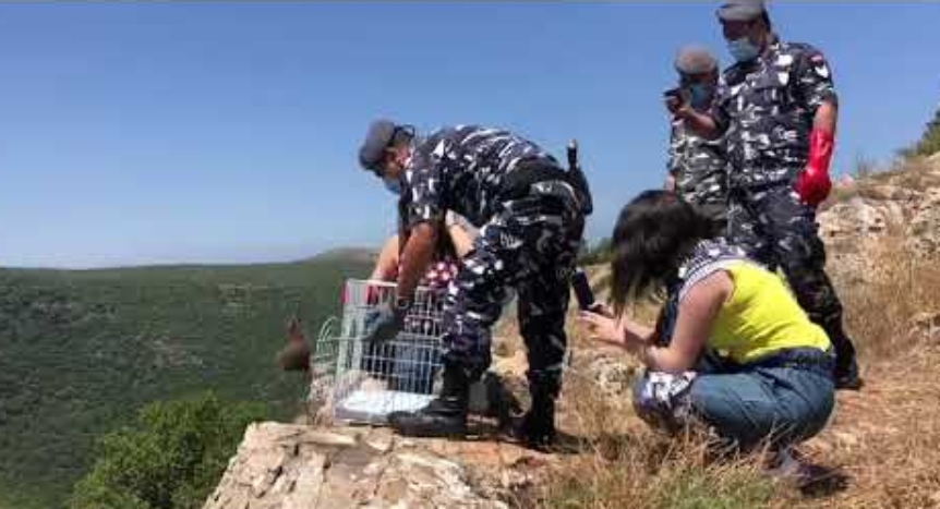 بالفيديو/ &quot;جمعية حماية الطيور في لبنان&quot; تطلق صقرا في وادي بلدة زبقين الجنوبية