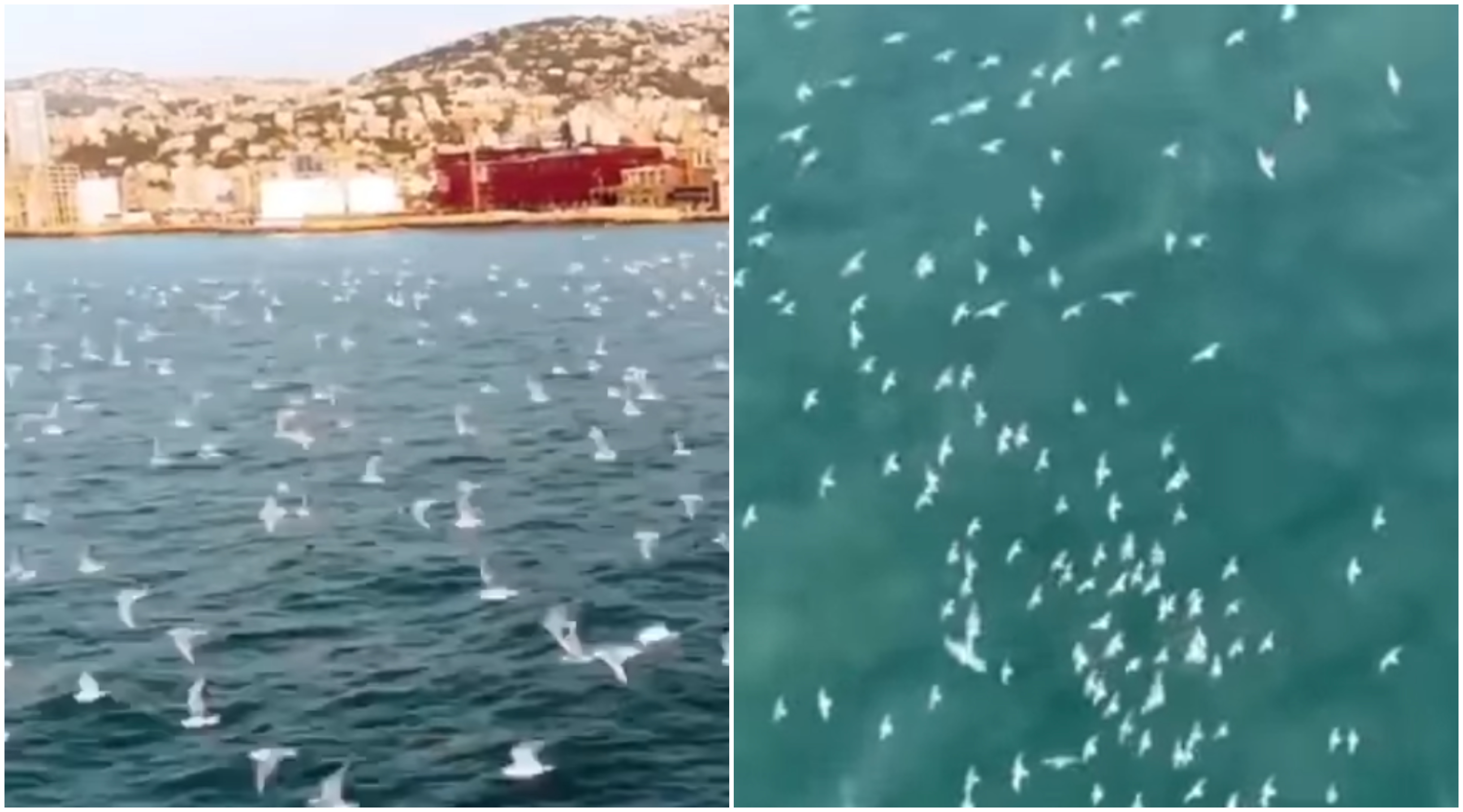 بالفيديو/ لقطات رائعة لطيور النورس تحلق فوق البحر بين كسروان والمتن