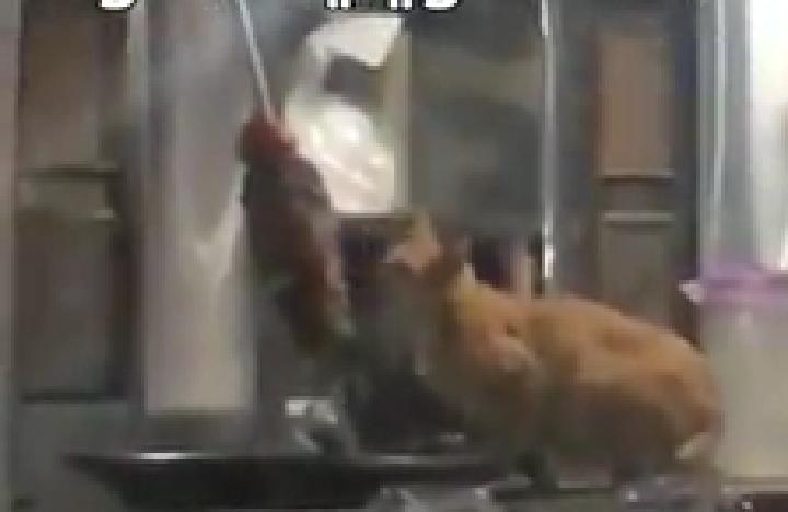 بالفيديو/ قطة تتناول اللحم مباشرة من سيخ الشاورما في جبل لبنان