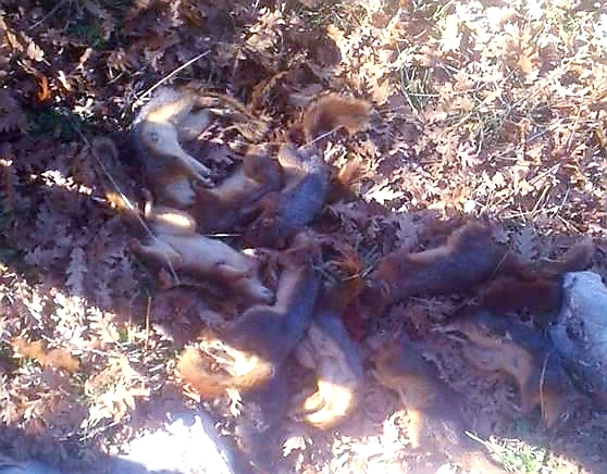 جريمة بيئية مروعة في فنيدق...قتل 12 سنجاب داخل غابة العزر وسط غضب اهالي المنطقة
