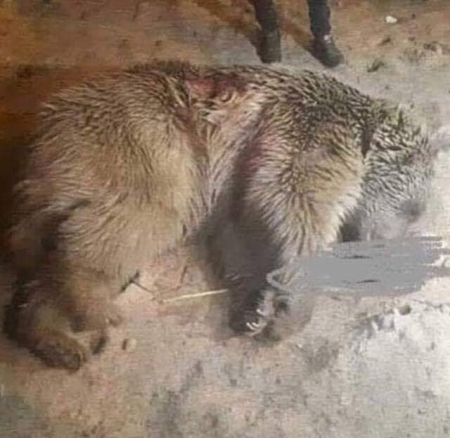 قتل الدب البني السوري على الحدود السورية - العراقية... الحرب طالت الحياة البرية أيضاً والقضية بعهدة الجهات الدولية