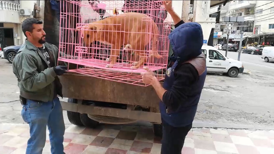 بعد ازدياد الهجمات على السكان...اطلاق حملة لمعالجة مشكلة الكلاب الشاردة في صور