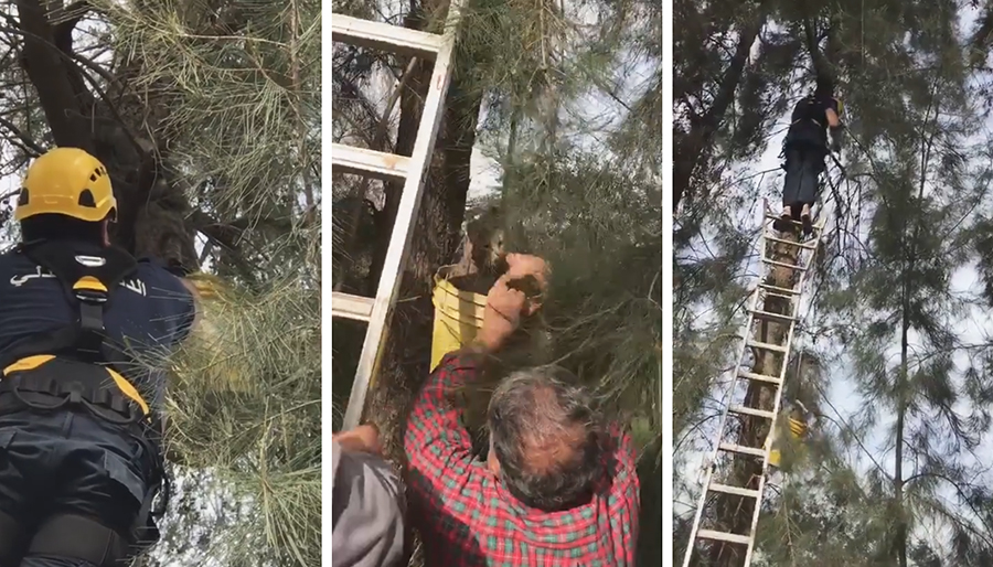 بالفيديو/ في لفتة إنسانية...الدفاع المدني ينقذ هرة محتجزة على شجرة في عين عار في المتن