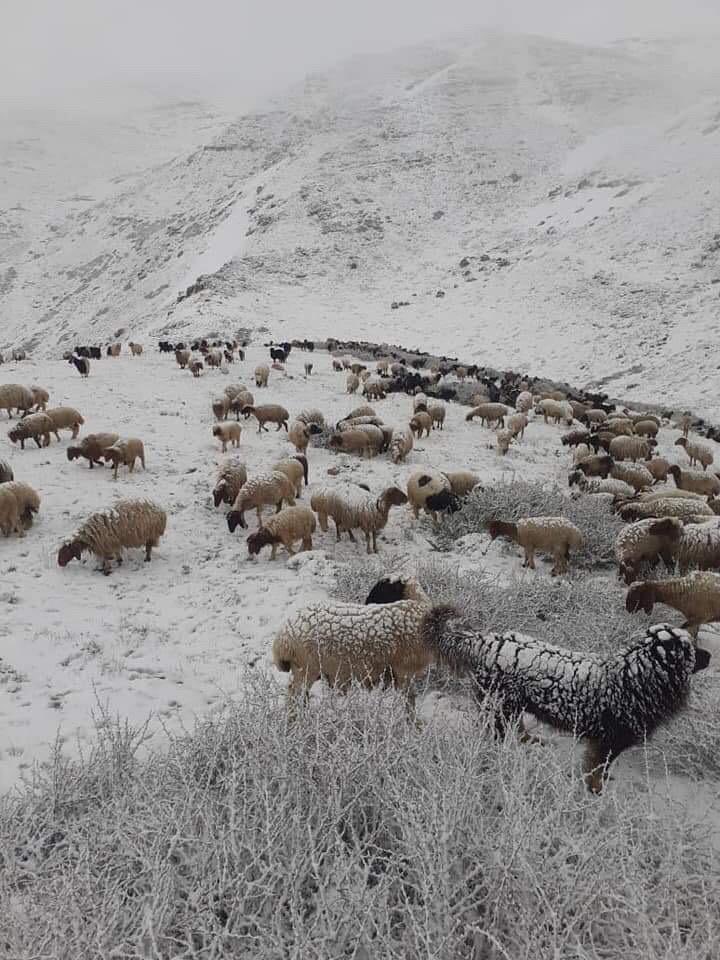 على مشارف حزيران.. الغنم يرعى الثلج عشبا في اهدن 