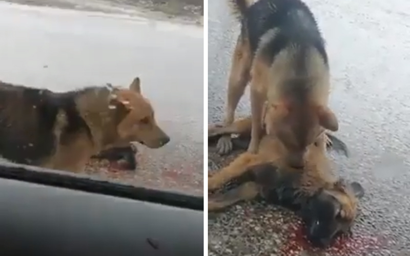 فيديو مؤثر لكلب يحاول إنعاش كلب آخر بعدما دهسته سيّارة في لبنان